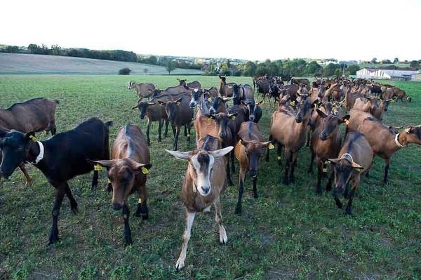 Troupeau de chèvres berrichonnes