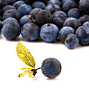 Issue des palmeraies d’Acai des forêts d’Amazonie, la baie d’Acai, dont les propriétés sont très variées, connaît un succès croissant auprès des consommateurs européens.