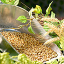 Banche, noire ou pourpre, mondé, écossais ou perlé, l’orge entre dans la composition d’un régime équilibré, et peut être utilisé dans tout un panel de recettes de cuisine de saison.