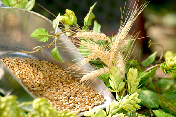 Banche, noire ou pourpre, mondé, écossais ou perlé, l’orge entre dans la composition d’un régime équilibré, et peut être utilisé dans tout un panel de recettes de cuisine de saison.