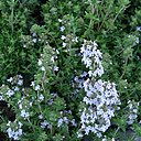 Dans votre jardin le thym doit être planté dans une terre sablonneuse et exposée au soleil.
