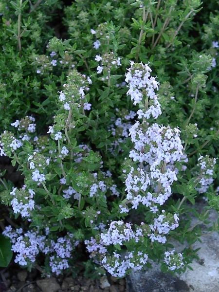 Dans votre jardin le thym doit être planté dans une terre sablonneuse et exposée au soleil.
