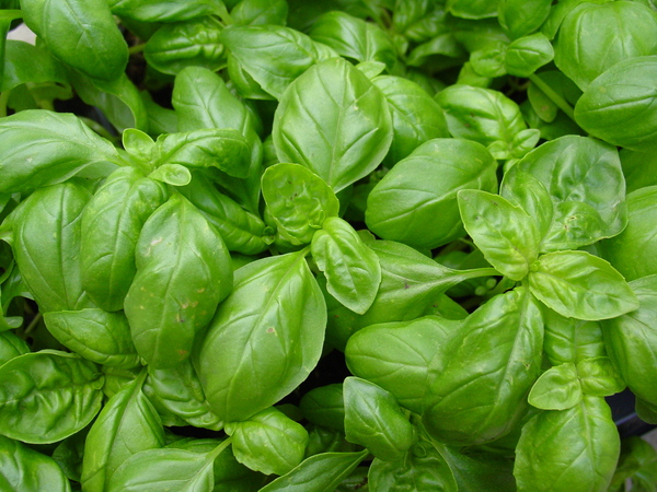 Les feuilles de basilic, récoltées durant les mois de juillet et août, s’inscrivent dans une tradition culinaire résolument estivale.