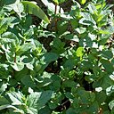 Menthe : la menthe a besoin d’eau et d’être régulièrement arrosée. Espacez-en les plants si vous choisissez de la cultiver en terre.