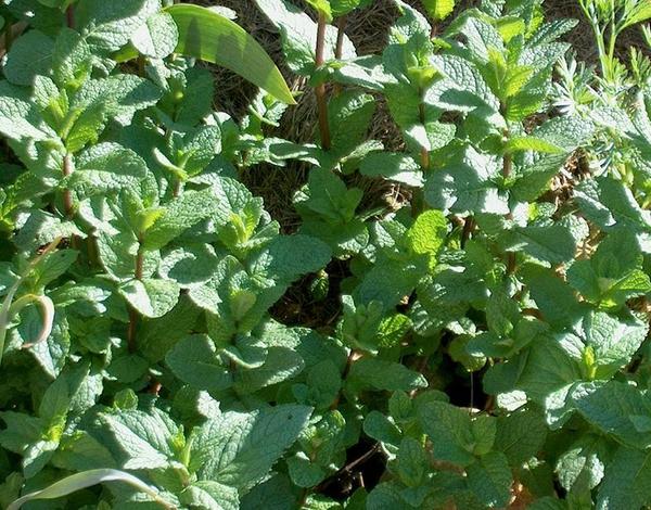 Menthe : la menthe a besoin d’eau et d’être régulièrement arrosée. Espacez-en les plants si vous choisissez de la cultiver en terre.