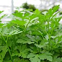 Persil : utilisez les feuilles de persil frais dans votre cuisine. Pour les conserver, faites-les sécher ou placez-les dans votre congélateur.