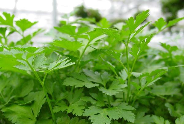 Persil : utilisez les feuilles de persil frais dans votre cuisine. Pour les conserver, faites-les sécher ou placez-les dans votre congélateur.