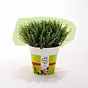 Romarin : avide de soleil, le romarin en potée doit être placé à la lumière, dans un peu de terre sablonneuse et d’engrais.