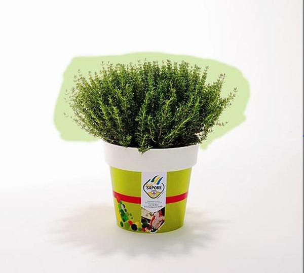 Romarin : avide de soleil, le romarin en potée doit être placé à la lumière, dans un peu de terre sablonneuse et d’engrais.