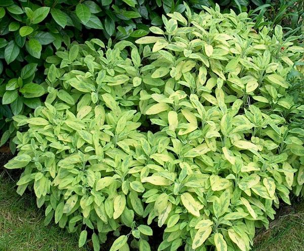 La Sauge : les feuilles de sauge, récoltées en décembre, doivent être séchées au four ou à l’air libre.