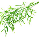 L’aneth, qui craint l’humidité, ne peut pas être cultivé en pot, et doit impérativement être exposé à la lumière.