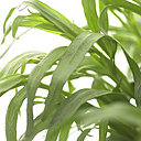 L’estragon doit être planté tous les ans, et ne supporte pas les basses températures.