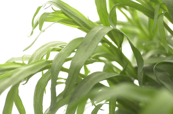 L’estragon doit être planté tous les ans, et ne supporte pas les basses températures.