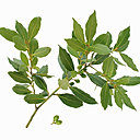 Faîtes sécher les feuilles de laurier, une fois récoltées, avant de les utiliser pour parfumer vos plats.