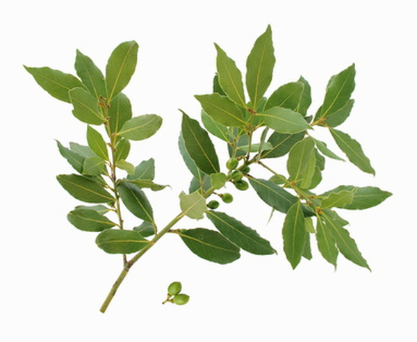 Faîtes sécher les feuilles de laurier, une fois récoltées, avant de les utiliser pour parfumer vos plats.