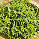 Verveine : séchez les feuilles de verveine et conservez-les pour confectionner des tisanes ou parfumer vos desserts.