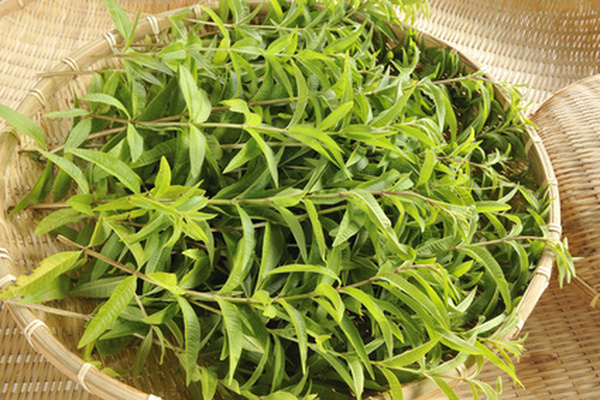 Verveine : séchez les feuilles de verveine et conservez-les pour confectionner des tisanes ou parfumer vos desserts.