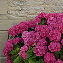 Un massif d’hortensia : un arbuste fleuri aux divines couleurs de juin à octobre.