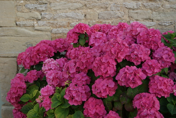 Un massif d’hortensia : un arbuste fleuri aux divines couleurs de juin à octobre.