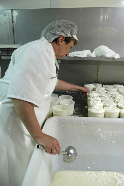 Le processus de fabrication de fromages au lait de chèvre se fait grâce à un lait plus digeste et diététique que le lait de vache.