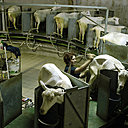 La traite des chèvres est destinée à extraire leur lait pour confectionner des produits laitiers, des yaourts et des fromages AOC.