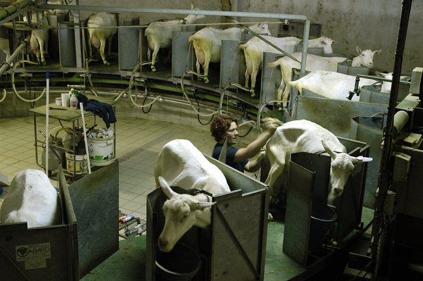 La traite des chèvres est destinée à extraire leur lait pour confectionner des produits laitiers, des yaourts et des fromages AOC.