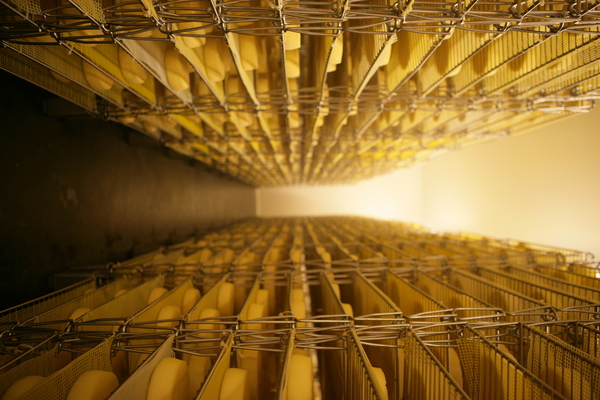 Les fromages à base de lait de chèvre sont conservés dans une cave d'affinage.