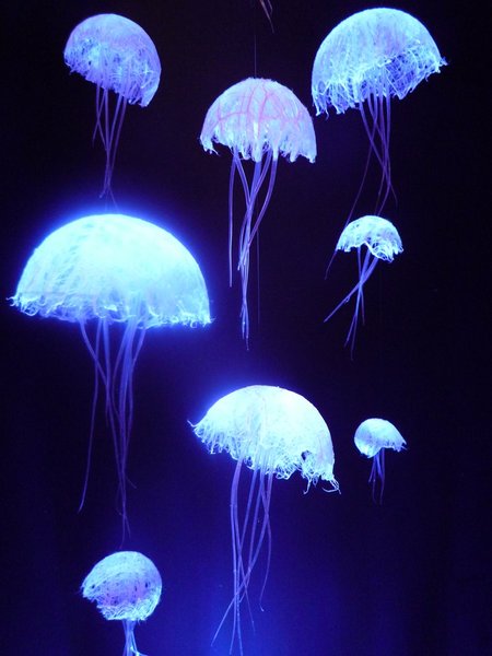 Installation de 180 méduses restaurant Bayview, Hôtel du Président Wilson, Genève