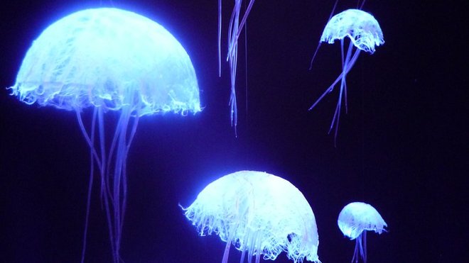 Installation de 180 méduses restaurant Bayview, Hôtel du Président Wilson, Genève Installation de 180 méduses restaurant Bayview, Hôtel du Président Wilson, Genève