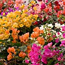 L'insititut Jardiland organise cette année une expédition botanique "sur les traces de Bougainville", et fête ainsi le bicentenaire de la mort de Louis Antoine de Bougainville, le premier explorateur français à avoir fait le tour du monde au XVIIIe siècle. On lui doit la découverte de la plante qui porte son patronyme.