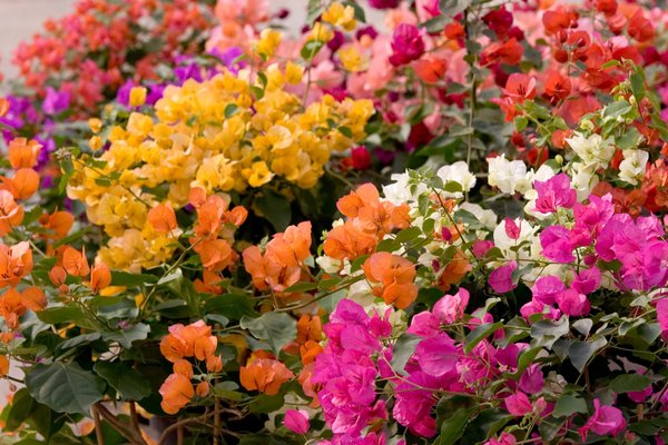 L'insititut Jardiland organise cette année une expédition botanique "sur les traces de Bougainville", et fête ainsi le bicentenaire de la mort de Louis Antoine de Bougainville, le premier explorateur français à avoir fait le tour du monde au XVIIIe siècle. On lui doit la découverte de la plante qui porte son patronyme.