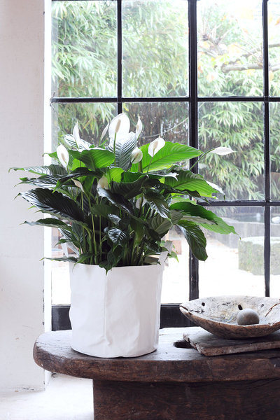 Plante tropicale, elle se plaira entourée d'autres plantes vertes. Sa floraison se fait au printemps et en été mais elle le spathiphyllum peut être fleuri toute l'année si toutes les conditions sont réunies.