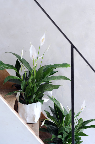 Rempotez votre spathiphyllum à chaque printemps dans du terreau ordinaire. Vous pouvez aisément le multiplier par division des grosses touffes de feuilles.