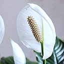 A chaque floraison, ce sont de longues hampes avec, au bout, des fleurs comportant une grande spathe blanche entourant un spadice érigé blanc, crème ou vert qui paraissent.