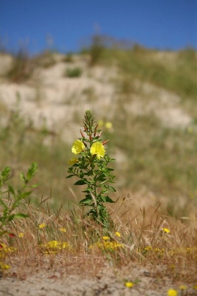 Découvrir la flore des dunes de Flandre.