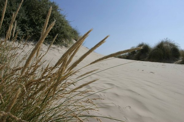 Explorer la végétation et la faune des dunes.