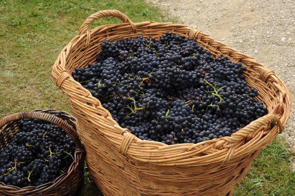 Assemblage spécifique chez Dom Pérignon: 50 % de Pinot Noir et de 50 % de Chardonnay Grand Cru