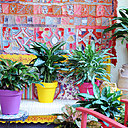 Des plantes venant des jungles d'Amérique du Sud et du Sud-est de l'Asie, très décoratives, au feuillage moucheté à placer dans un environnement mi-ombre et dans une atmosphère assez humide.