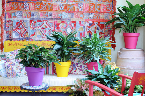 Des plantes venant des jungles d'Amérique du Sud et du Sud-est de l'Asie, très décoratives, au feuillage moucheté à placer dans un environnement mi-ombre et dans une atmosphère assez humide.