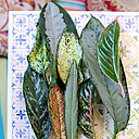 Cette plante ornementale aux magnifiques feuilles allant du vert au rose, mouchetées de dessins minimalistes de couleur crème, jaune, verte, grise ou argentée, est prisée pour la décoration des intérieurs.