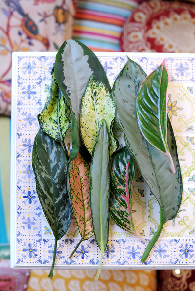 Cette plante ornementale aux magnifiques feuilles allant du vert au rose, mouchetées de dessins minimalistes de couleur crème, jaune, verte, grise ou argentée, est prisée pour la décoration des intérieurs.