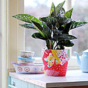 L'aglaonema est la star des plantes dépolluantes ! Elle neutralise les formaldéhydes, les produits volatiles et le benzène.