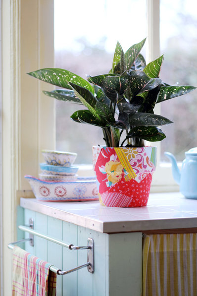 L'aglaonema est la star des plantes dépolluantes ! Elle neutralise les formaldéhydes, les produits volatiles et le benzène.