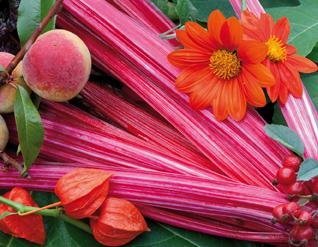 Thème de l'édition de septembre 2011: « le jardin nourricier, nourriture du corps et de l’esprit ». Tout un programme !