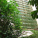 Mur végétal du patio