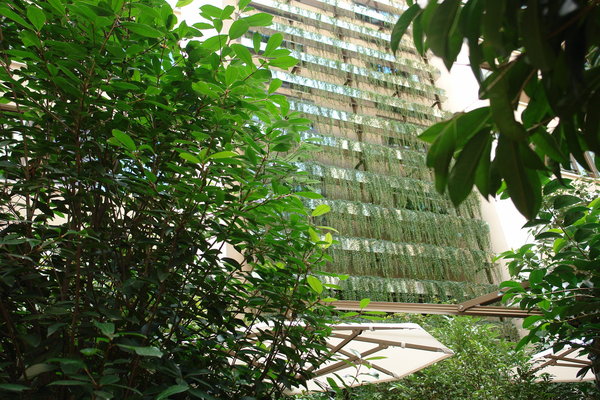 Mur végétal du patio