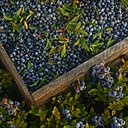 D’une belle couleur bleu foncé à violette, la myrtille sauvage ou bleuet, pousse à l’état naturel et est récoltée tous les deux ans de juillet à août. D’une belle couleur bleu foncé à violette, la myrtille sauvage ou bleuet, pousse à l’état naturel et est récoltée tous les deux ans de juillet à août.