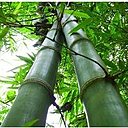 Le bambou est une ressource naturelle renouvelable.