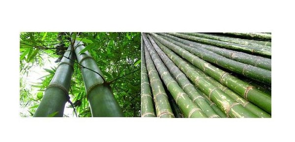 Le bambou est une ressource naturelle renouvelable.