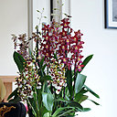 L'orchidée cambria est une plante décorative spectaculaire. la beauté de ses fleurs incite à la contemplation et à la réflexion.